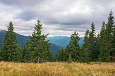 Çayırdaki kozalaklı ağaçlar. Synevyr Ulusal Parkı 'nın güzel dağ manzarası, Ukrayna. Sonbahar mevsiminin başlarında Karpat Dağları 'nın yeşil ortamı