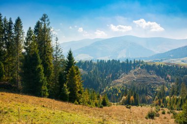 Sonbaharda ladin ormanlarıyla kaplı dağ manzarası. Çimenli tepelerdeki ağaçlar. Sisli bir tepe. Parlak doğa manzarası, öğlen vakti, kabarık bulutlar gökyüzünde