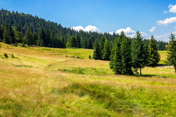 Lasu iglastego na zboczu góry — Zdjęcie stockowe