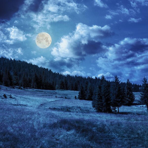 Slope of mountain range with coniferous forest at night in full moon light