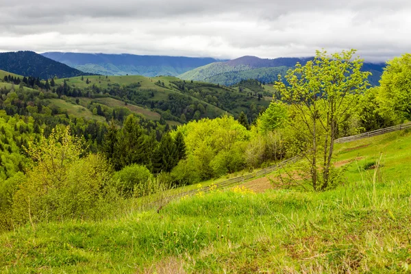 Hek op heuvel weide in Bergen — Stockfoto