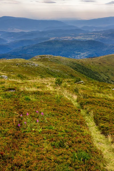 Plante sălbatice înalte în vârful muntelui — Fotografie, imagine de stoc