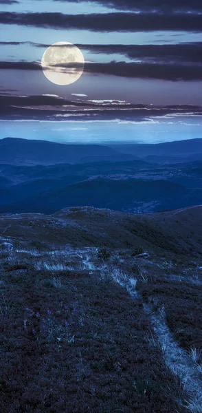 Vysoké planě rostoucích rostlin na vrchol hory — Stock fotografie