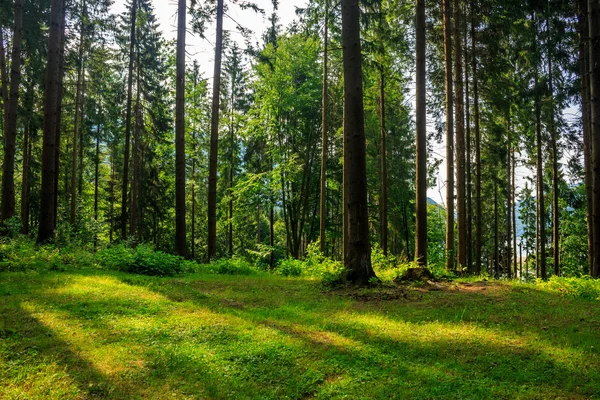 Clairière forestière à l'ombre des arbres — Photo