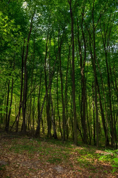 Waldlichtung im Schatten der Bäume — Stockfoto