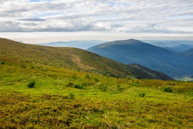 dağın tepesindeki vahşi bitkiler