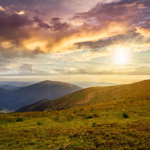 Wild plants at the mountain top at sunset — Stock Photo, Image