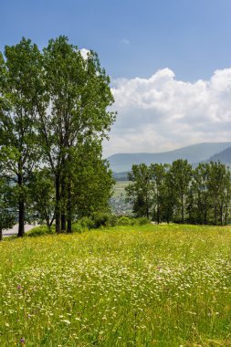 bulutlu gökyüzü altında dağlarda valley yakınındaki ağaçlar