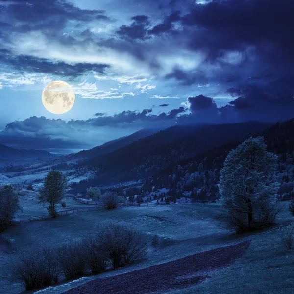 Cerca de los prados árboles en la montaña en la luz de la luna —  Fotos de Stock