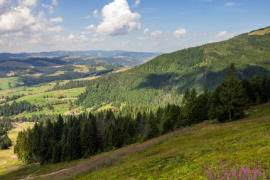 bir dağ yamacında iğne yapraklı orman