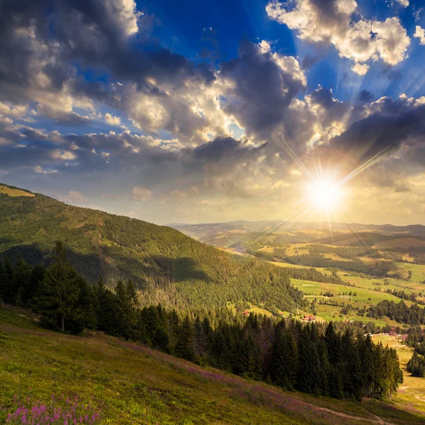 Coniferous forest on a  mountain slope at sunset — Stock Photo, Image