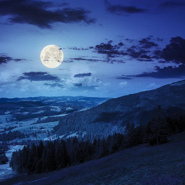 Bosque de coníferas en una ladera de montaña por la noche —  Fotos de Stock