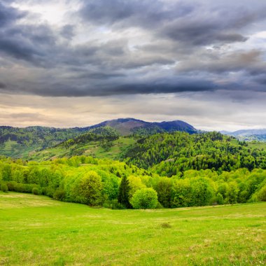 çam ağaçları orman ve dağlar vadi