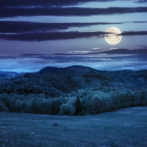 Pine trees near forest and valley in mountains at night — Stock Photo, Image