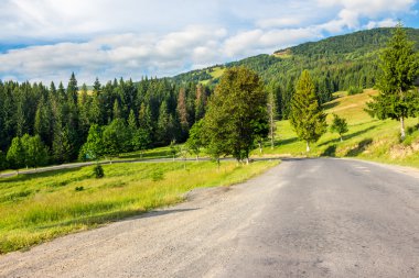 iğne yapraklı orman olacak