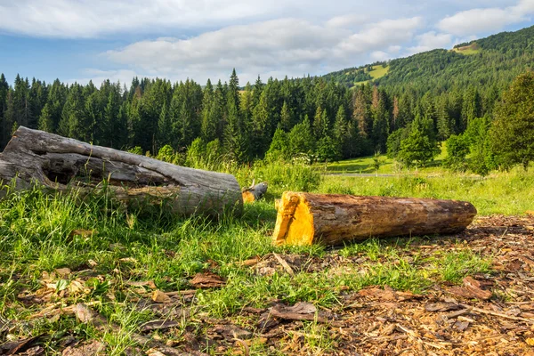 Tronco su una collina vicino ai boschi — Foto Stock