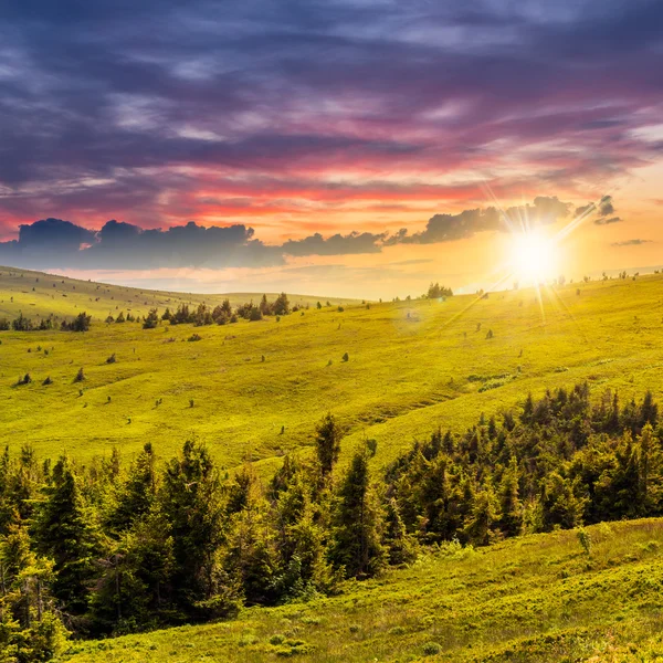 Pinheiros perto do vale nas montanhas na encosta ao pôr do sol — Fotografia de Stock
