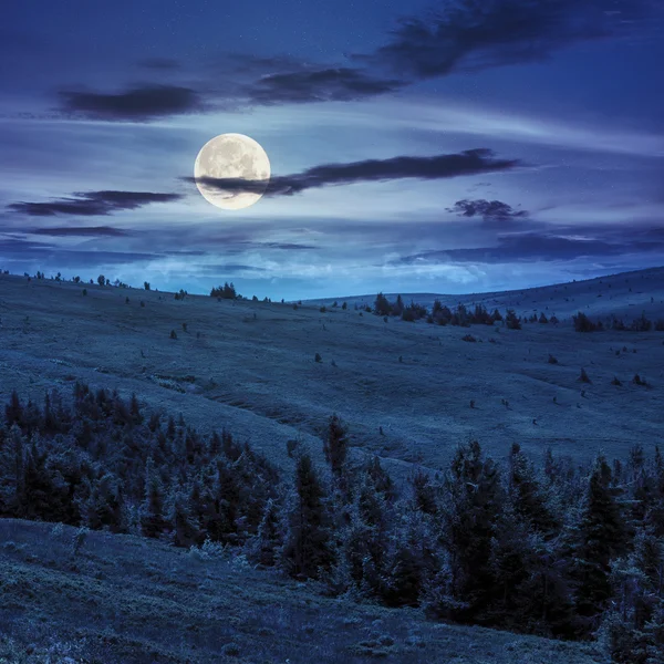 Pine trees near valley in mountains  on hillside at night — Stock Photo, Image