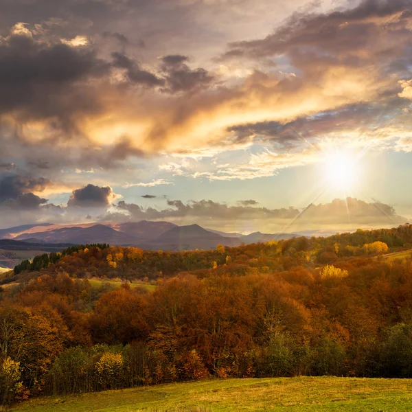 Mixed forest near valley in mountains  on hillside at sunset — Stock Photo, Image