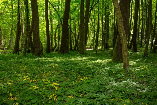 Waldlichtung im Schatten der Bäume — Stockfoto