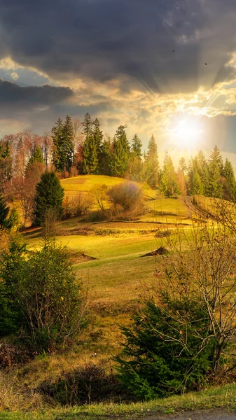 Pine trees near valley in mountains  on hillside at sunset — Stock Photo, Image