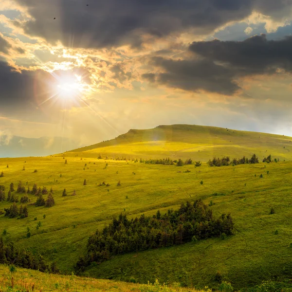 Сосны возле долины в горах на склоне холма на закате — стоковое фото