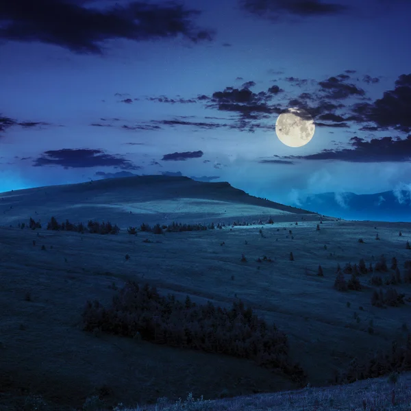 Pine trees near valley in mountains  on hillside at night — Stock Photo, Image