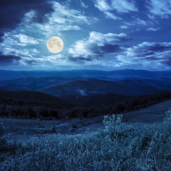 Pins près de la vallée dans les montagnes à flanc de colline la nuit — Photo