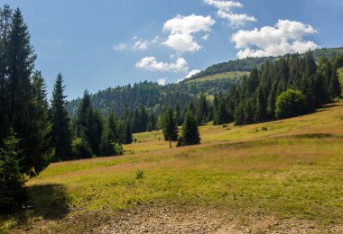 bir dağ yamacında iğne yapraklı orman