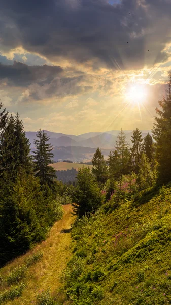 Evening walks in mountain forest at sunset — Stock Photo, Image