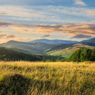 ağaç bulut gökyüzünün altında yamaca dağlarda valley yakınındaki
