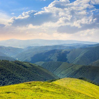 dağ üstünde yüksek vahşi bitkiler