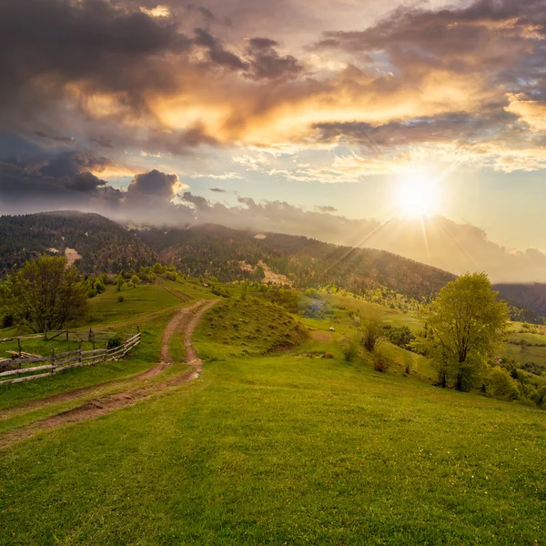 Hek op heuvel weide in berg bij zonsondergang — Stockfoto