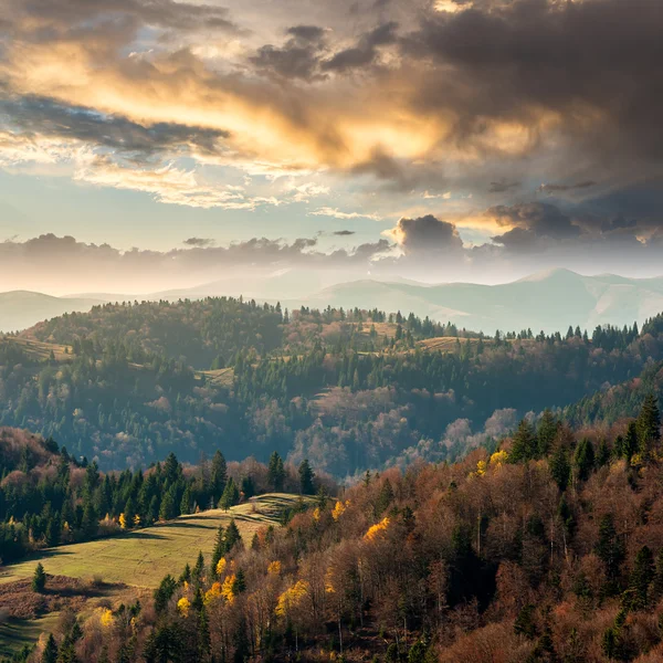 Nadelwald am Berghang — Stockfoto