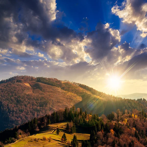 Сосны возле долины в горах на склоне холма на закате — стоковое фото