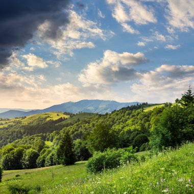 çam ağaçlarının yamaca dağlarda valley yakınındaki