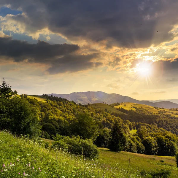 Pine trees near valley in mountains  on hillside at sunset — Stock Photo, Image