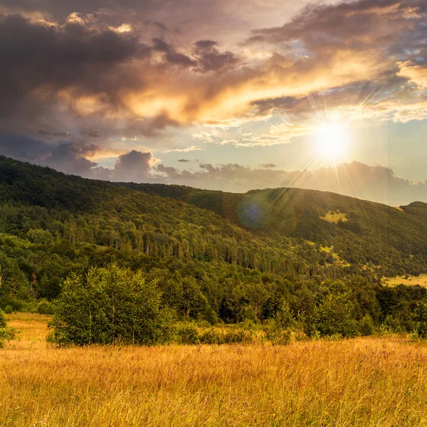 Prado de ladera con bosque en la montaña al atardecer — Foto de Stock