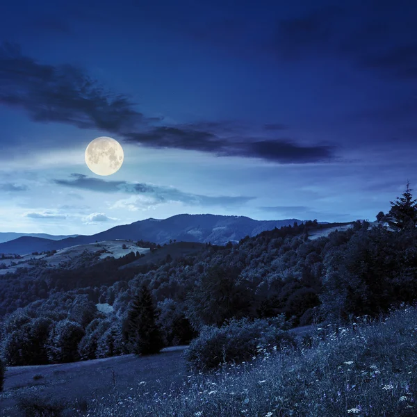 Pins près de la vallée dans les montagnes à flanc de colline la nuit — Photo