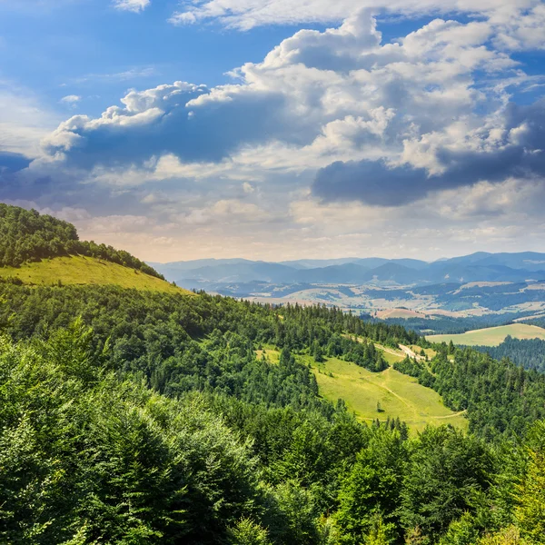 Jehličnatý Les na svahu hory — Stock fotografie