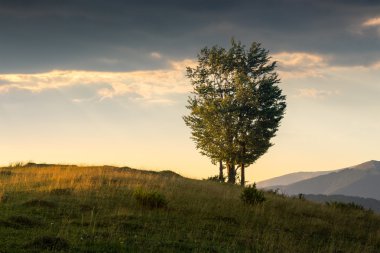 ağaçlar, dağlar, gündoğumu yamaca valley yakınındaki