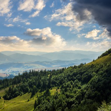 bir dağ yamacında iğne yapraklı orman