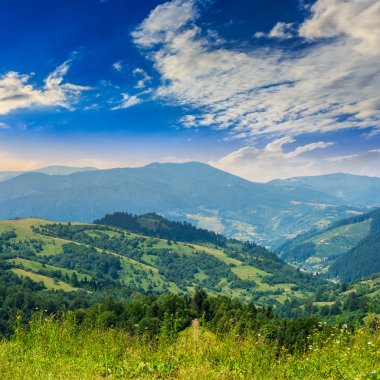 dağ üstünde yüksek vahşi bitkiler