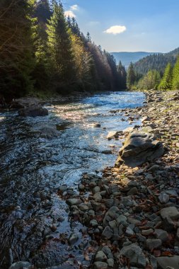 Orman nehir taşları ve moss ile