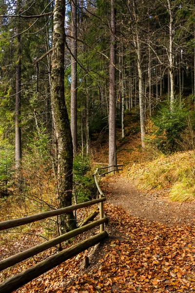 Waldspaziergänge im Herbst — Stockfoto