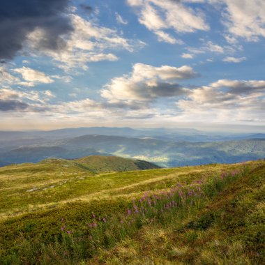 dağ üstünde yüksek vahşi bitkiler