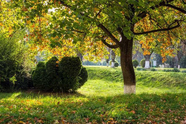 Autumn tree foliage in city park — Stock Photo, Image