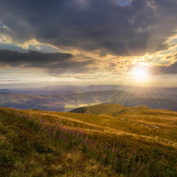 Hoge wilde planten op de bergtop — Stockfoto