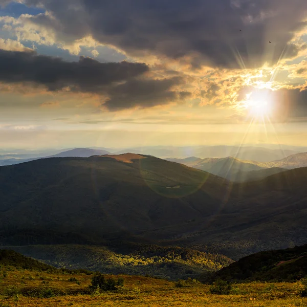 Plantas silvestres altas en la cima de la montaña al atardecer —  Fotos de Stock