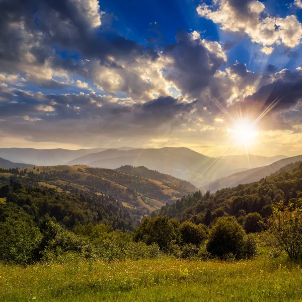 Pine trees near valley in mountains  on hillside at sunset — Stock Photo, Image